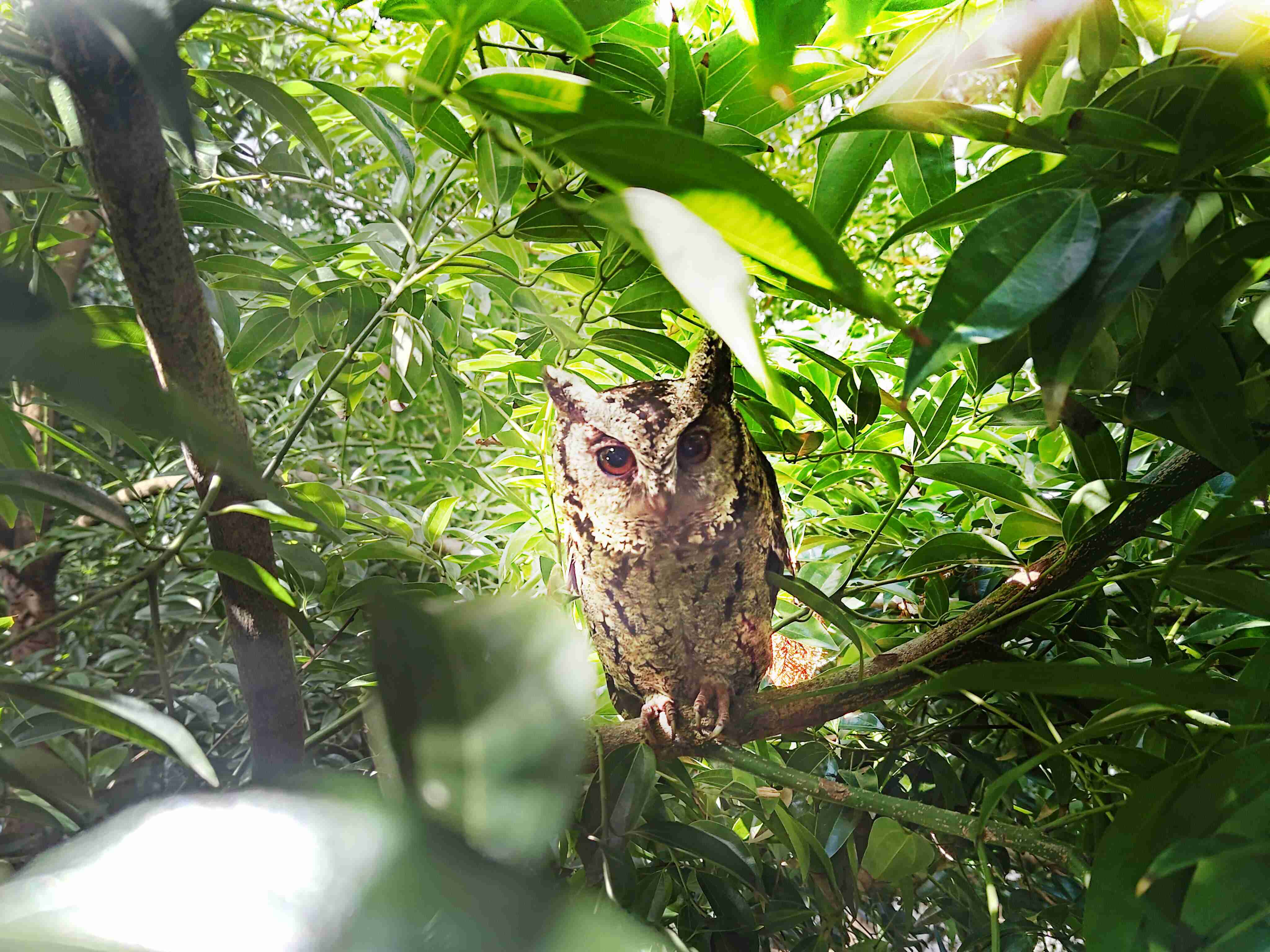 至成国际致力提倡净零绿生活，，，16年以来在全球各厂区植树逾百万棵，，造就各厂区树木蔚然成林，，犹如森林工厂，，，，成为许多生物的栖息地